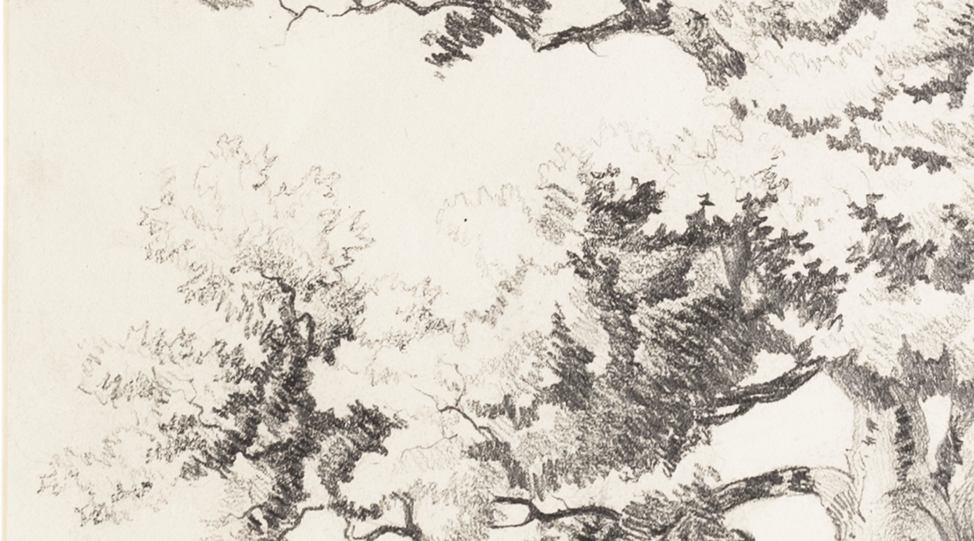 Close-up of mid-century pencil on paper illustration of mature tree