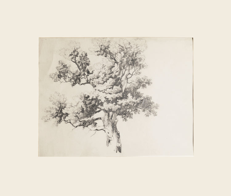 Mid-century pencil on paper illustration of single, mature tree