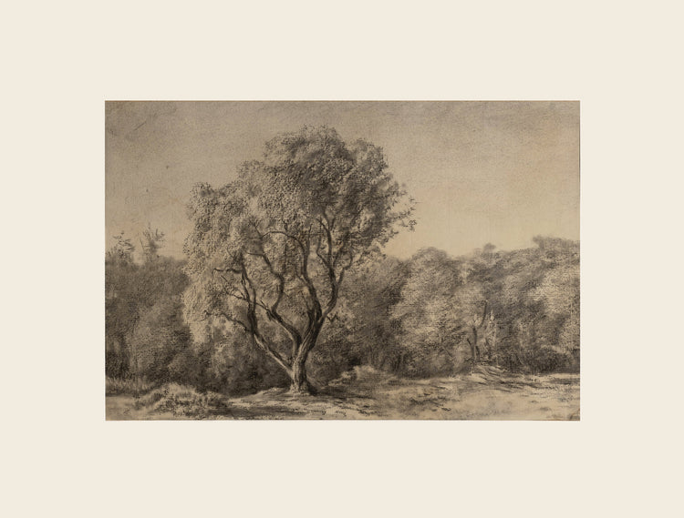 Early 1900s charcoal on paper illustration of single tree standing out amongst treelined horizon